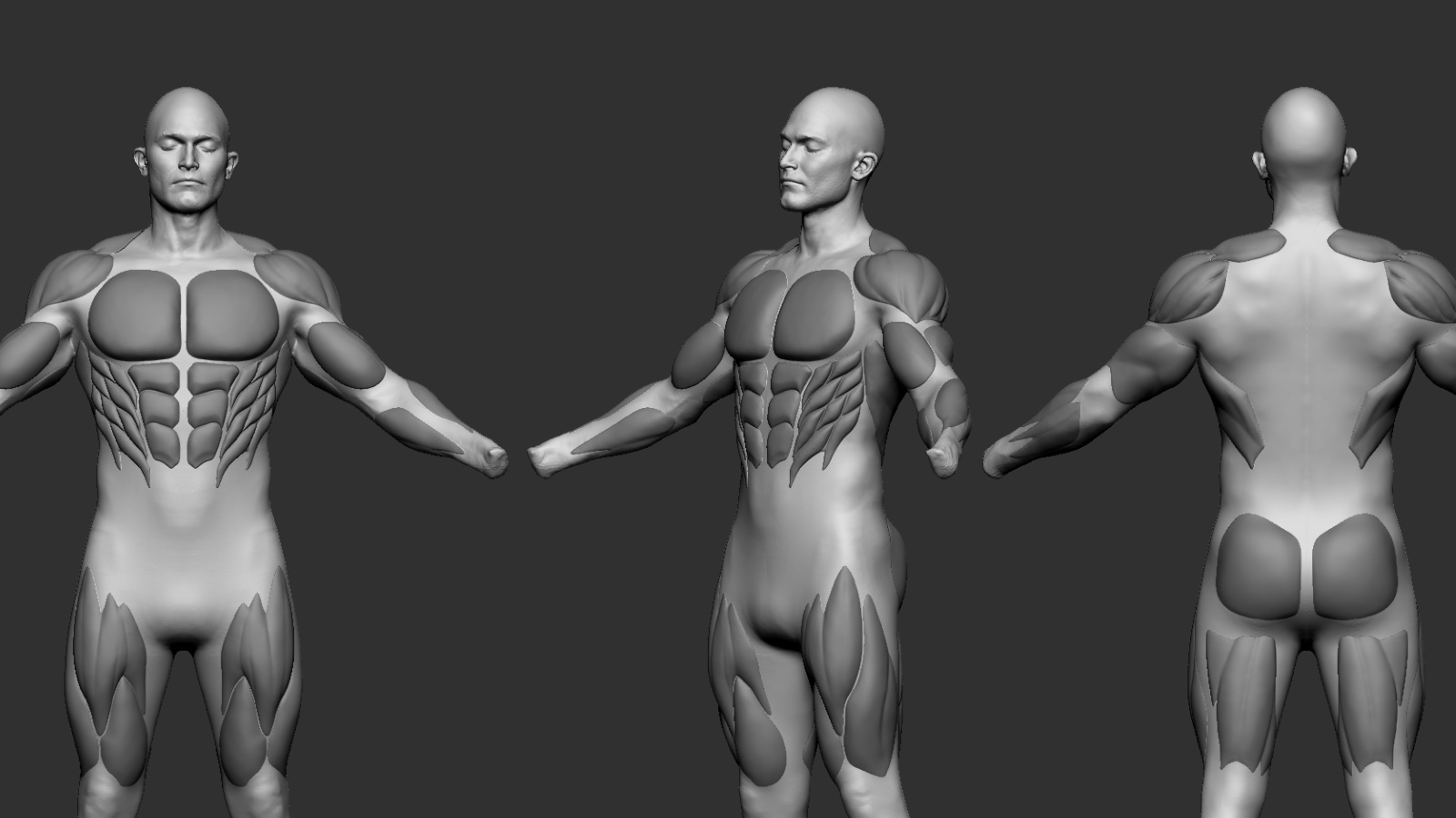 Muscles_16X9Crop